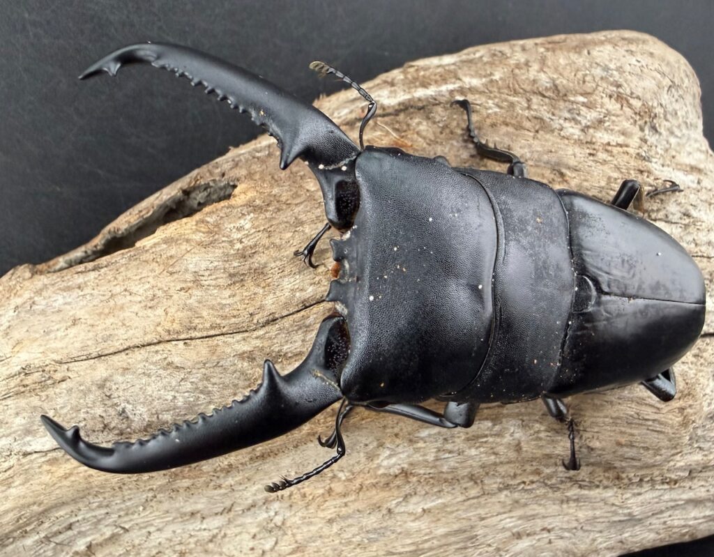 パラワンオオヒラタクワガタ