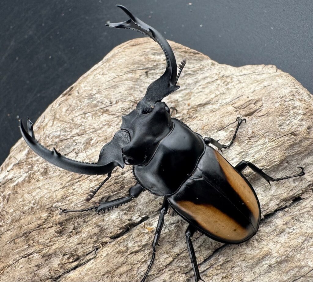 ボイレアウシカクワガタ