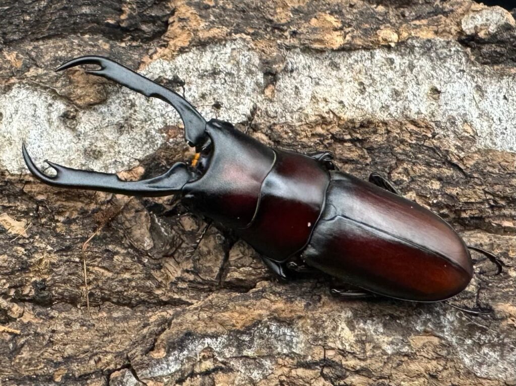 ウスバクワガタ亜種カプレコルヌス