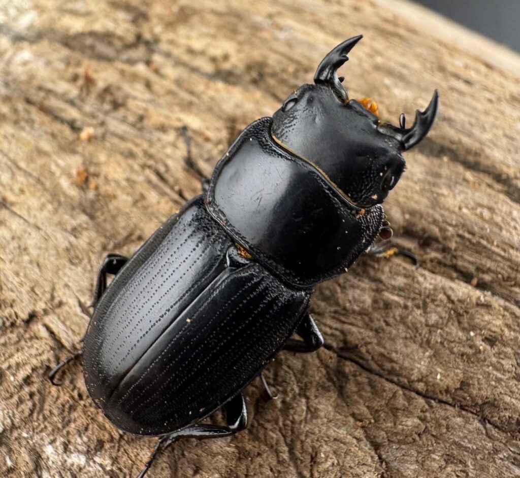 カツラオオクワガタ