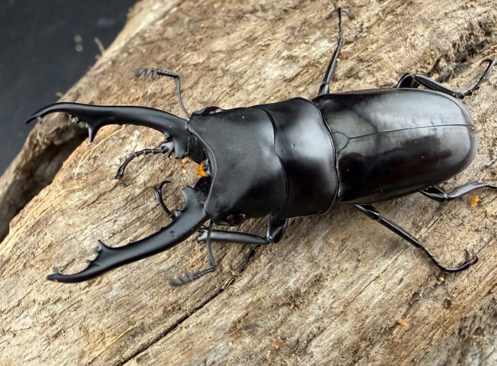 ブッダノコギリクワガタ原名亜種