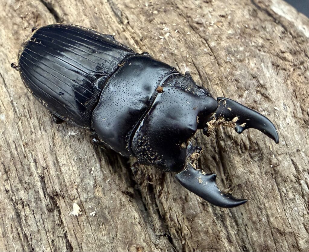 アクミナートゥスネブトクワガタ