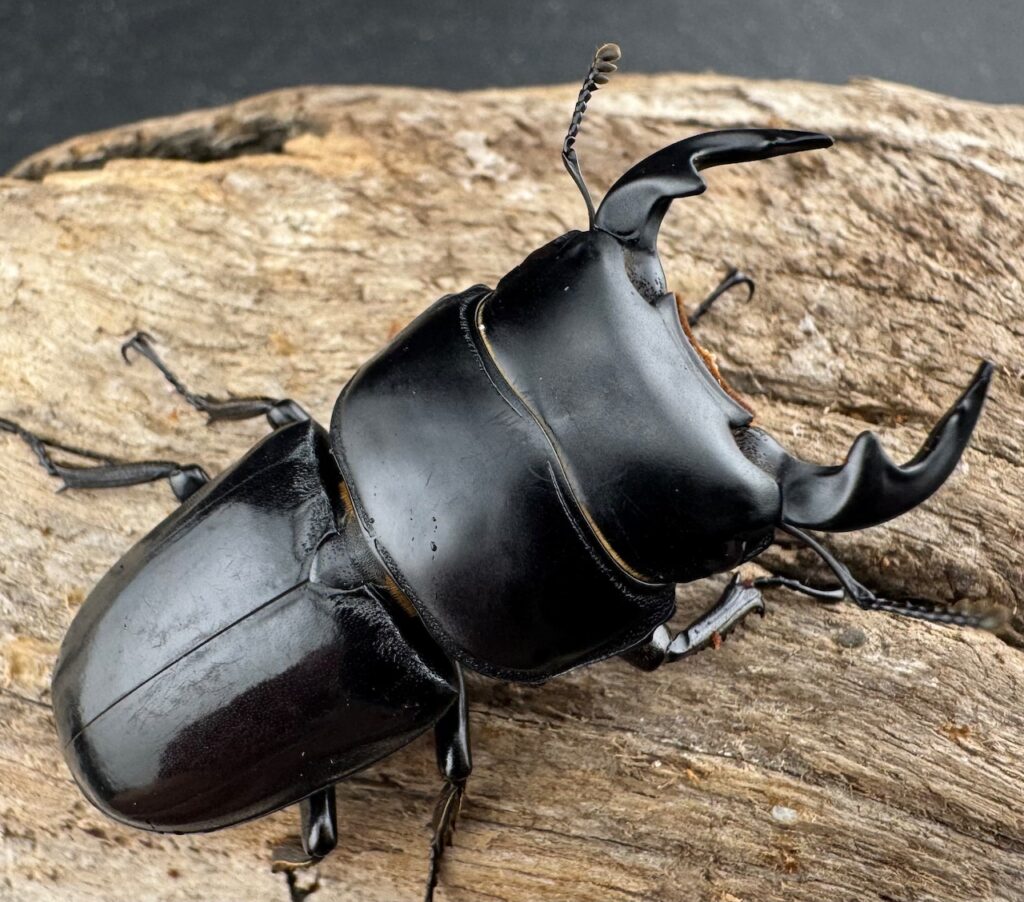 ヤクシャオオクワガタ インドシナ亜種