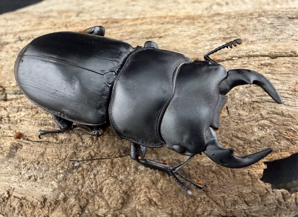 カミジョウオオクワガタ