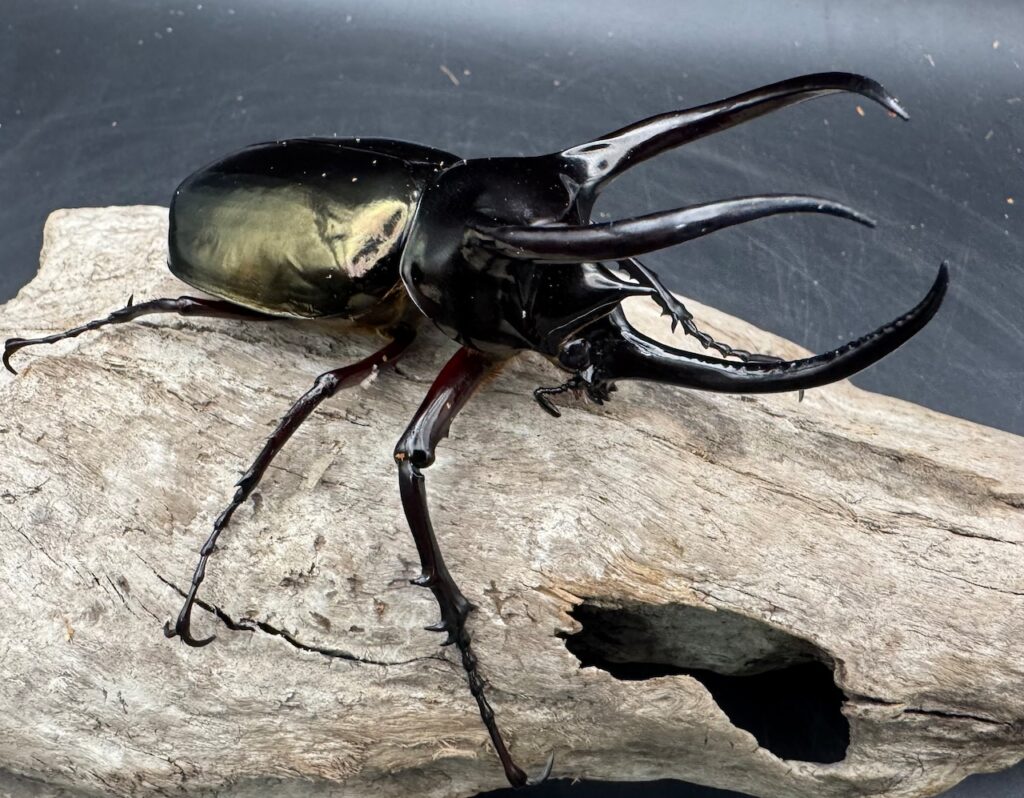 アトラスオオカブト原名亜種