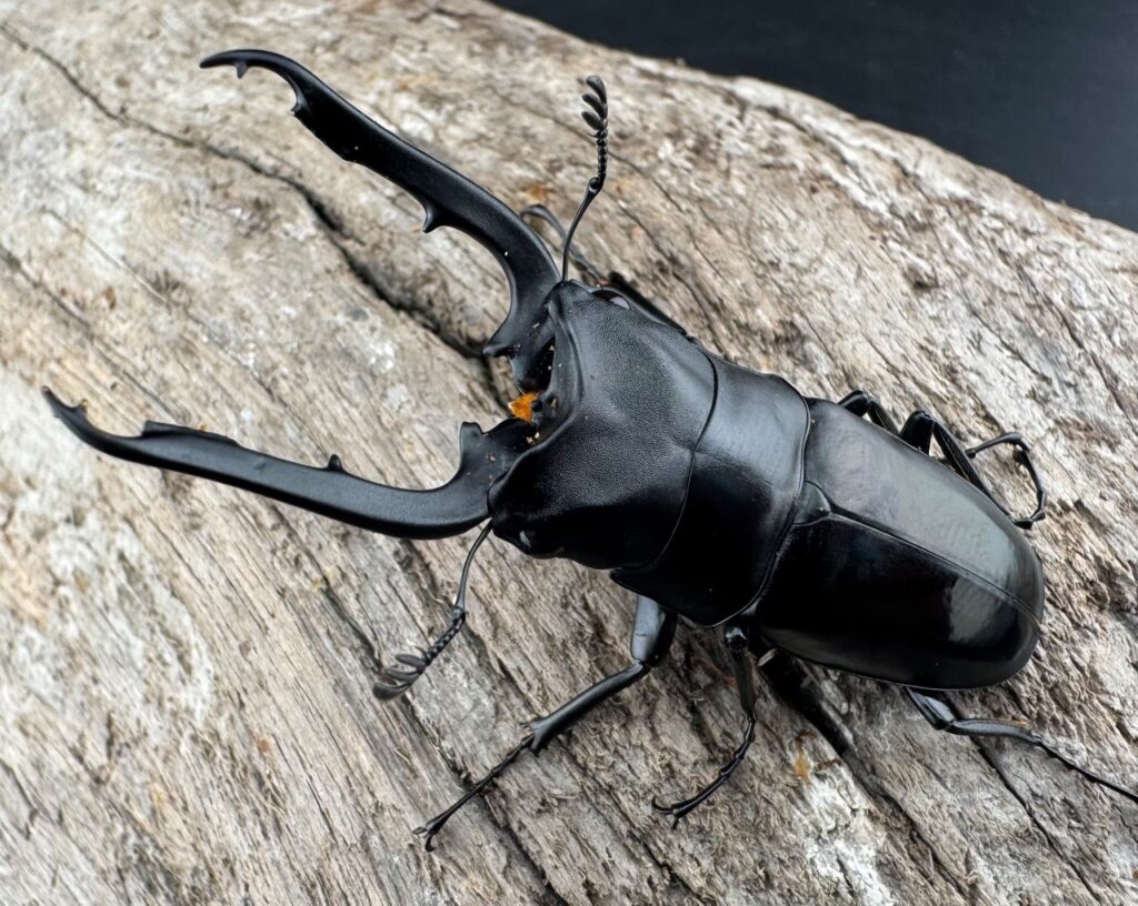 ブッダノコギリクワガタ フィリピン南部亜種