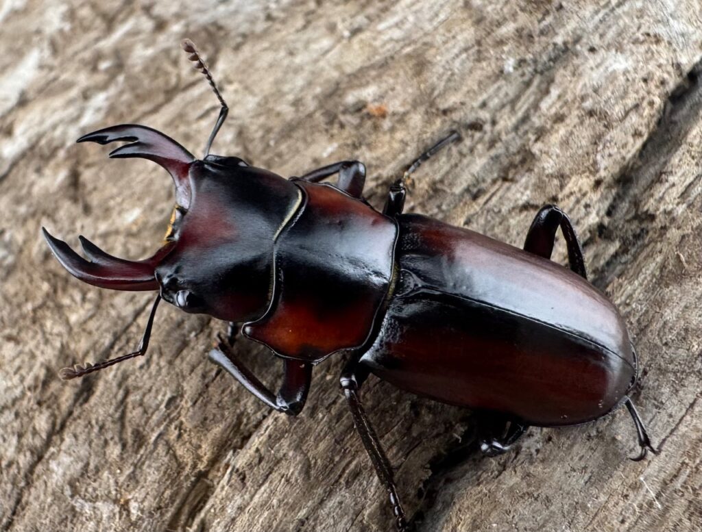 アカヘリセスジクワガタ