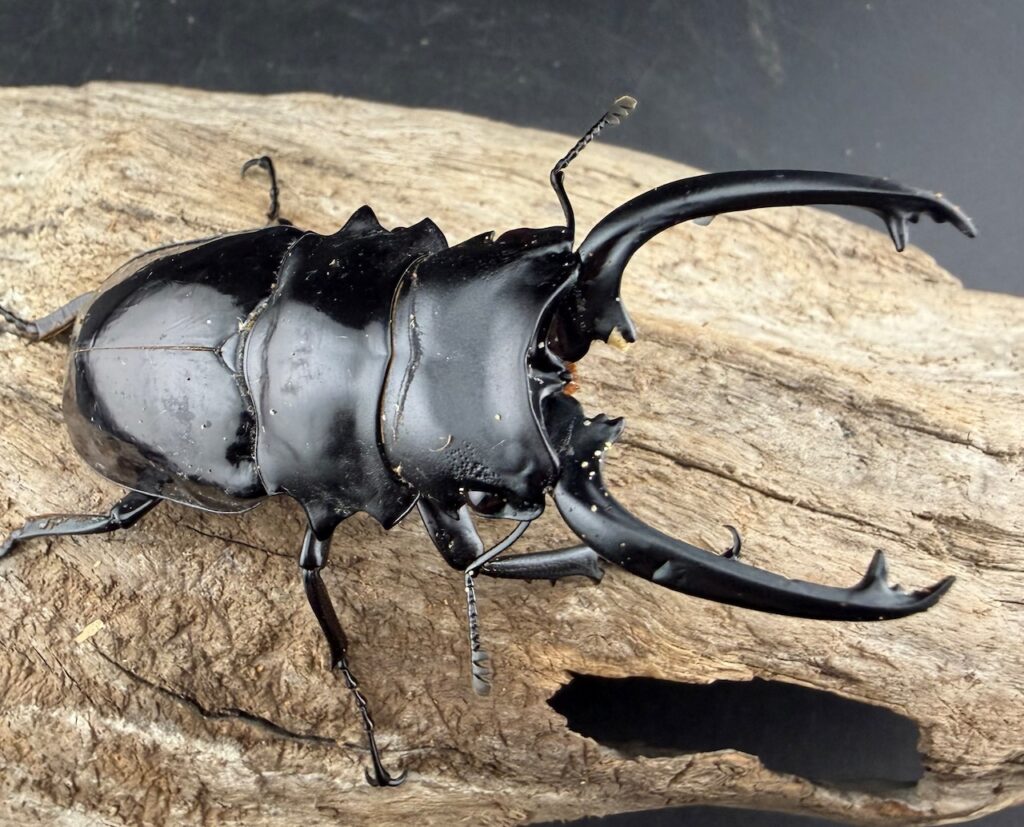 ダールマンツヤクワガタ亜種セレベンシス