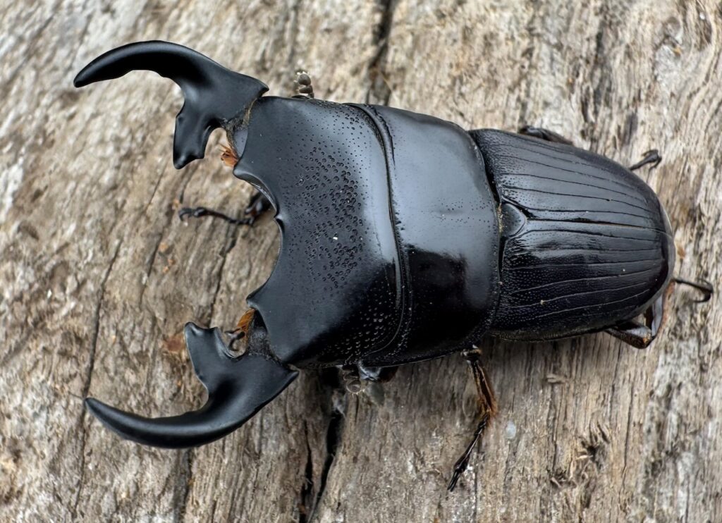 プンクティペンニスネブトクワガタ原名亜種