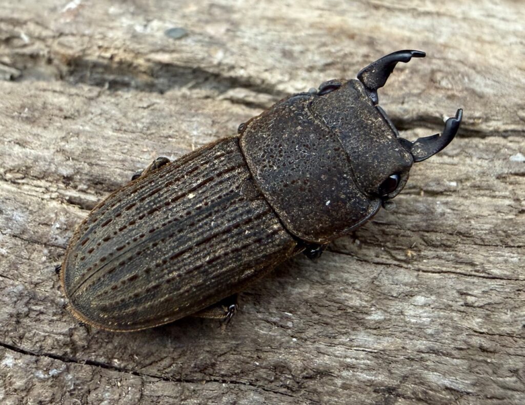 ベルティヌスサビクワガタ