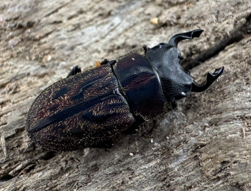 ペルークワガタ