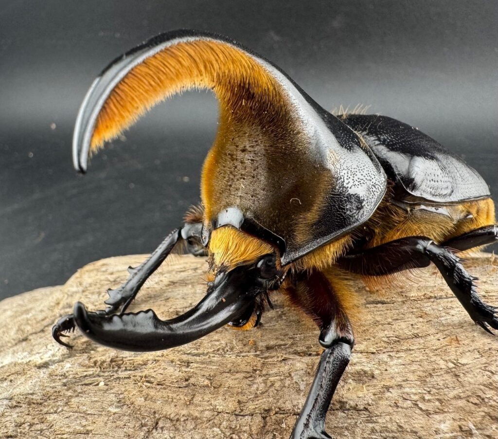 サタンオオカブト