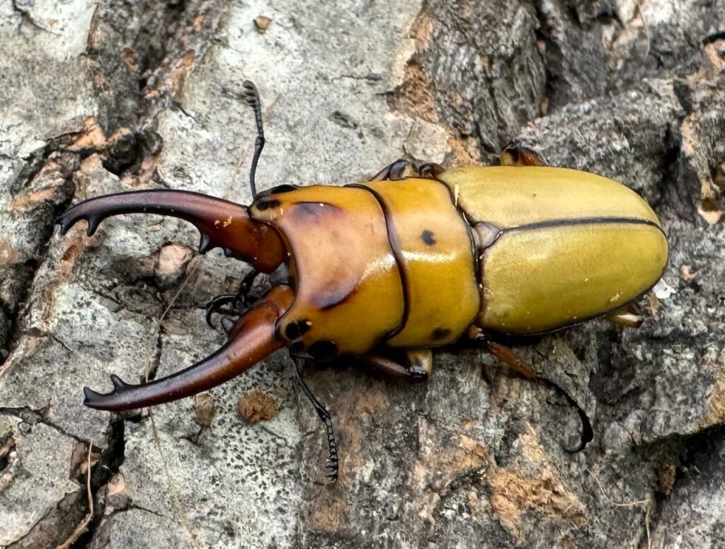 オキピタリスノコギリクワガタ亜種astericus