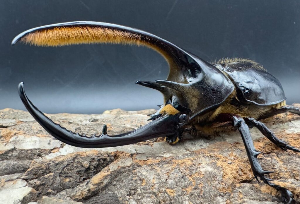 ネプチューンオオカブト