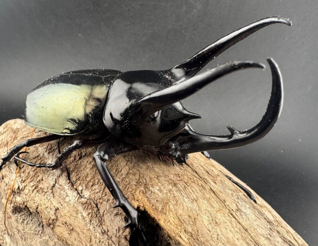 タイリクコーカサスオオカブト