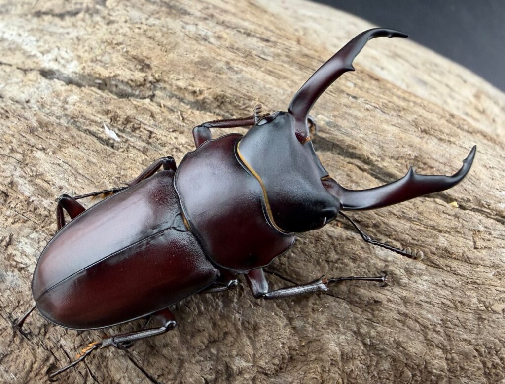 ミシマコクワガタ