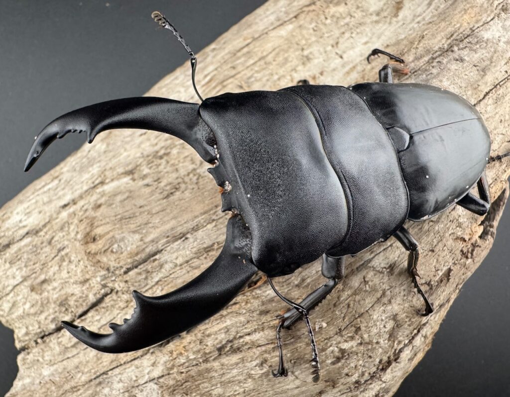 ブルーダンヒラタクワガタ（フィリピンヒラタクワガタ）