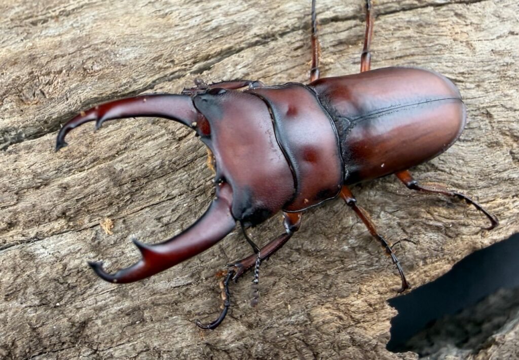 プセウダキスコクワガタ（プセウダクシスコクワガタ）