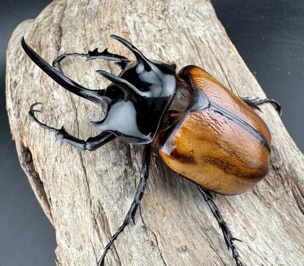 スキットゴホンツノカブト