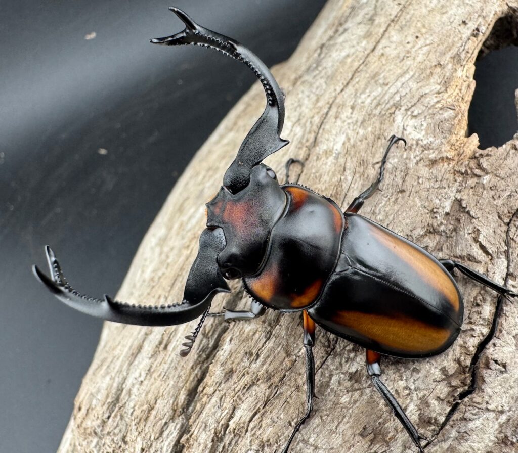 スペキオススシカクワガタ