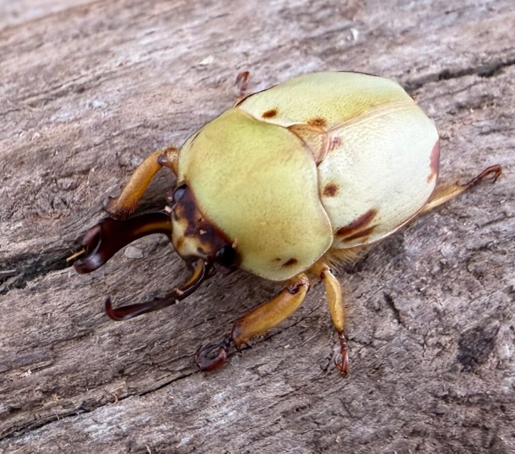 カツラクワガタコガネ