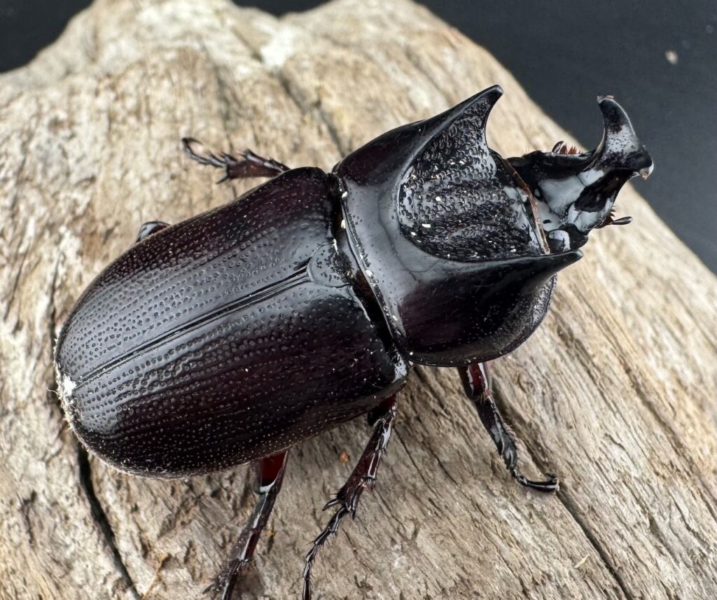 ヒラズツツサイカブト