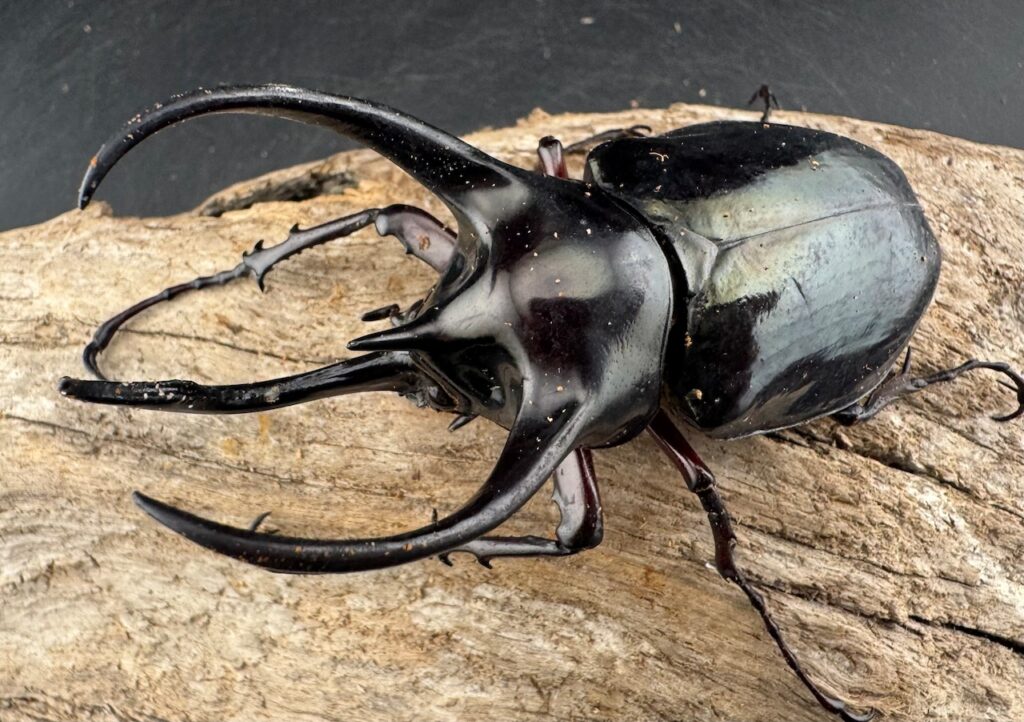 イフガオアトラスオオカブト（ミンダナオアトラスオオカブト）