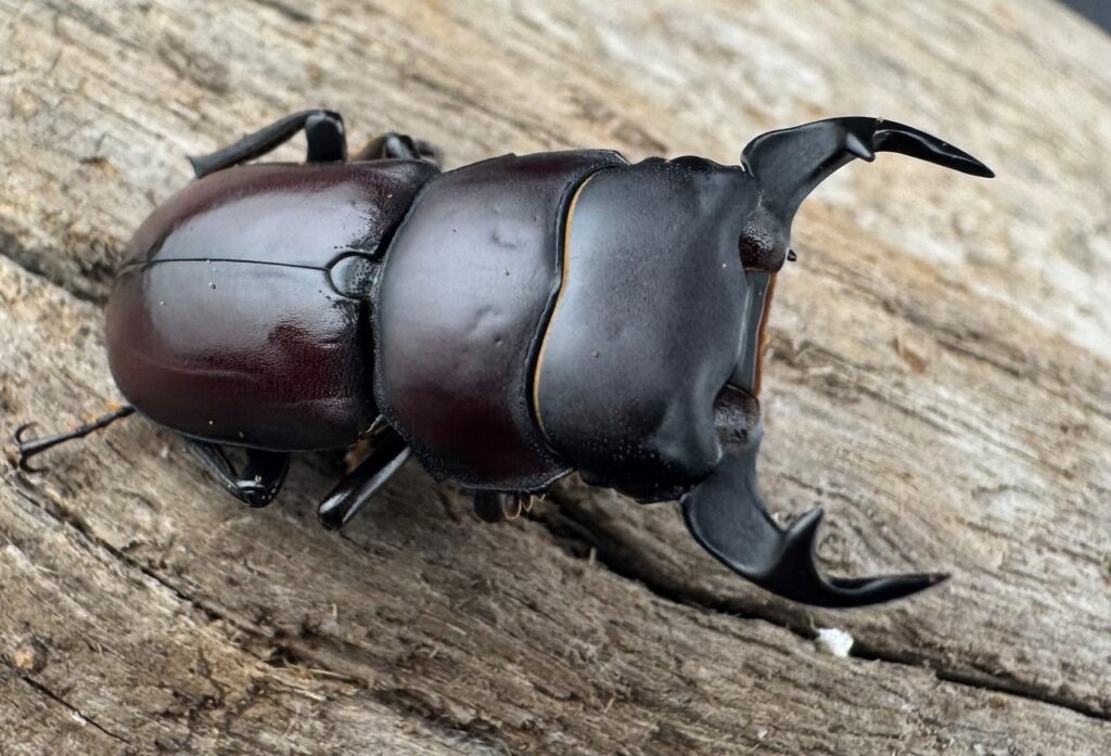 ラティオキナティブスコクワガタ