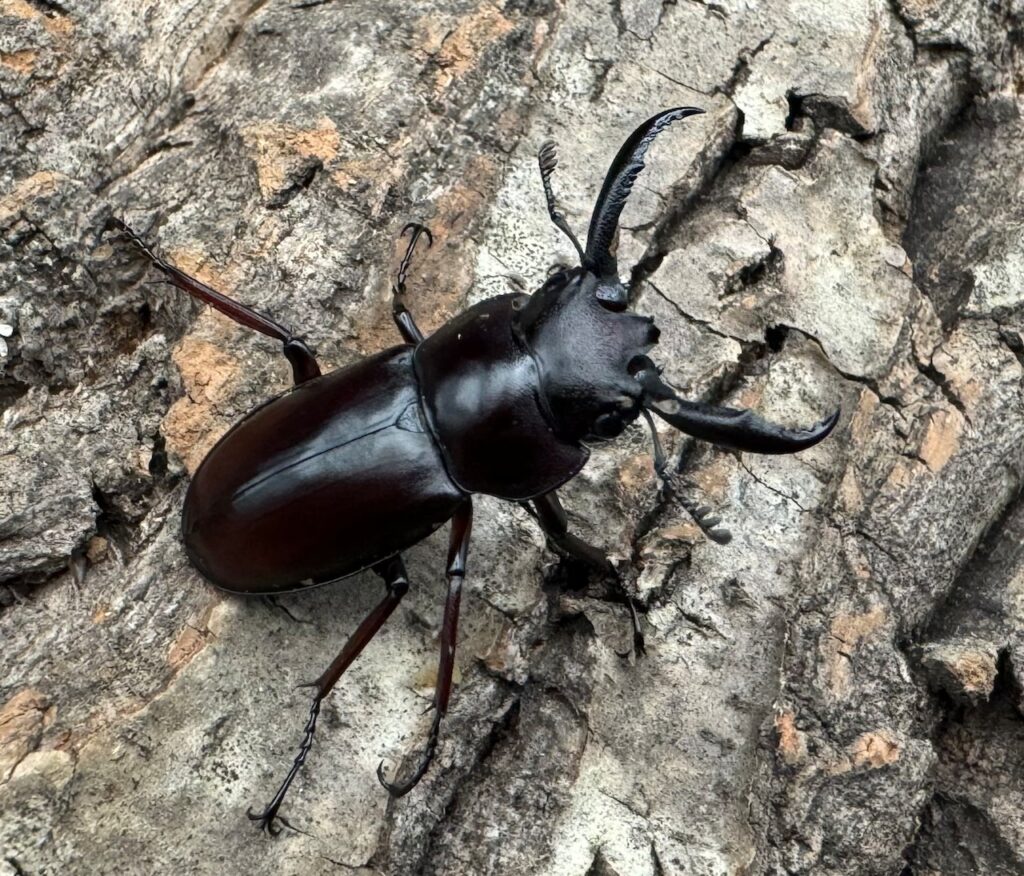 ペロッティシカクワガタ