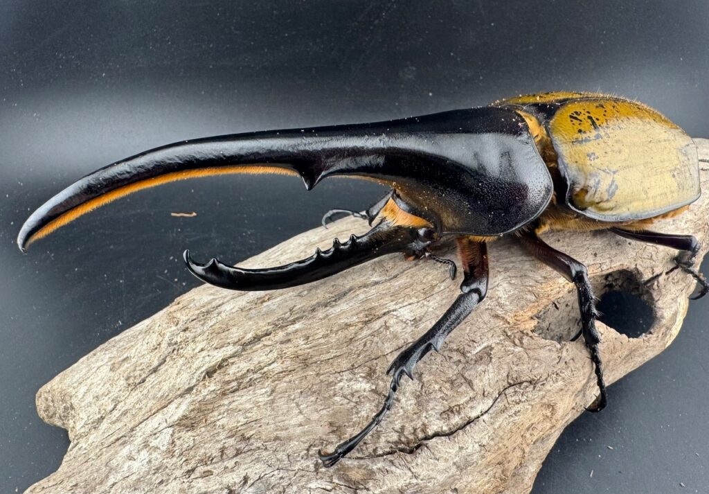 ヘラクレスオオカブト原名亜種