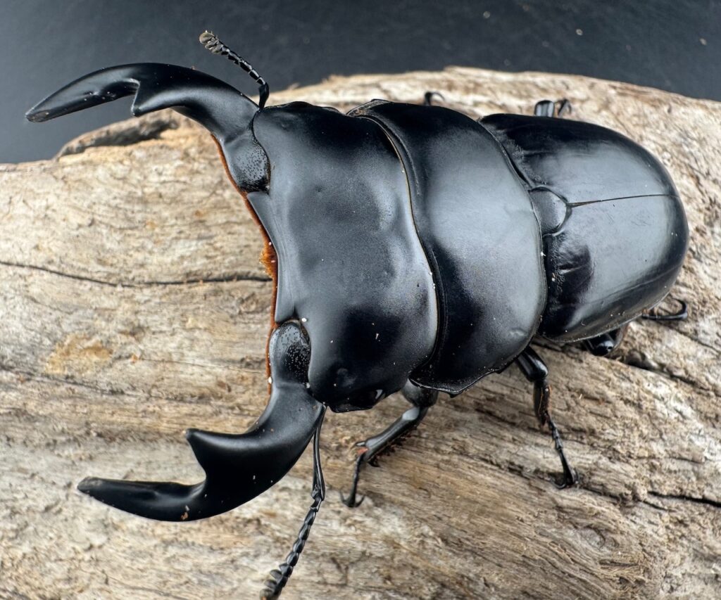 アンタエウスオオクワガタ亜種miyashitai