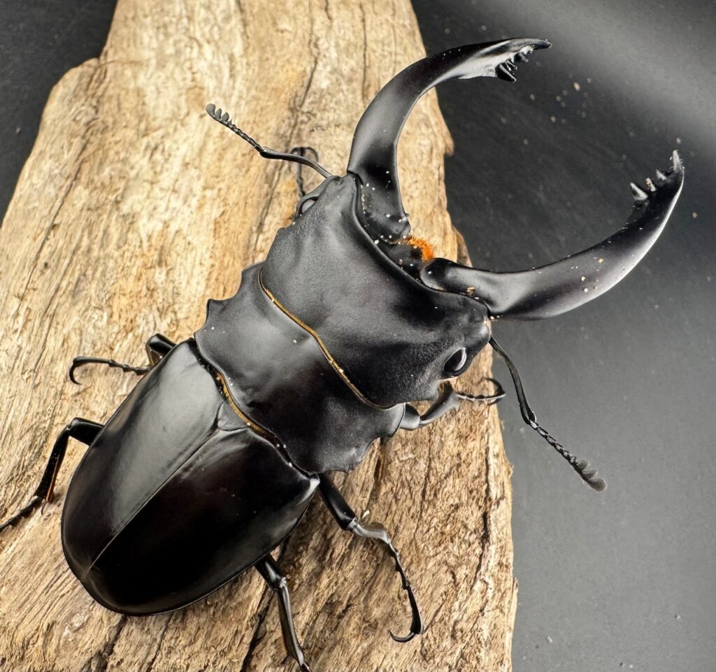 アルケスツヤクワガタ