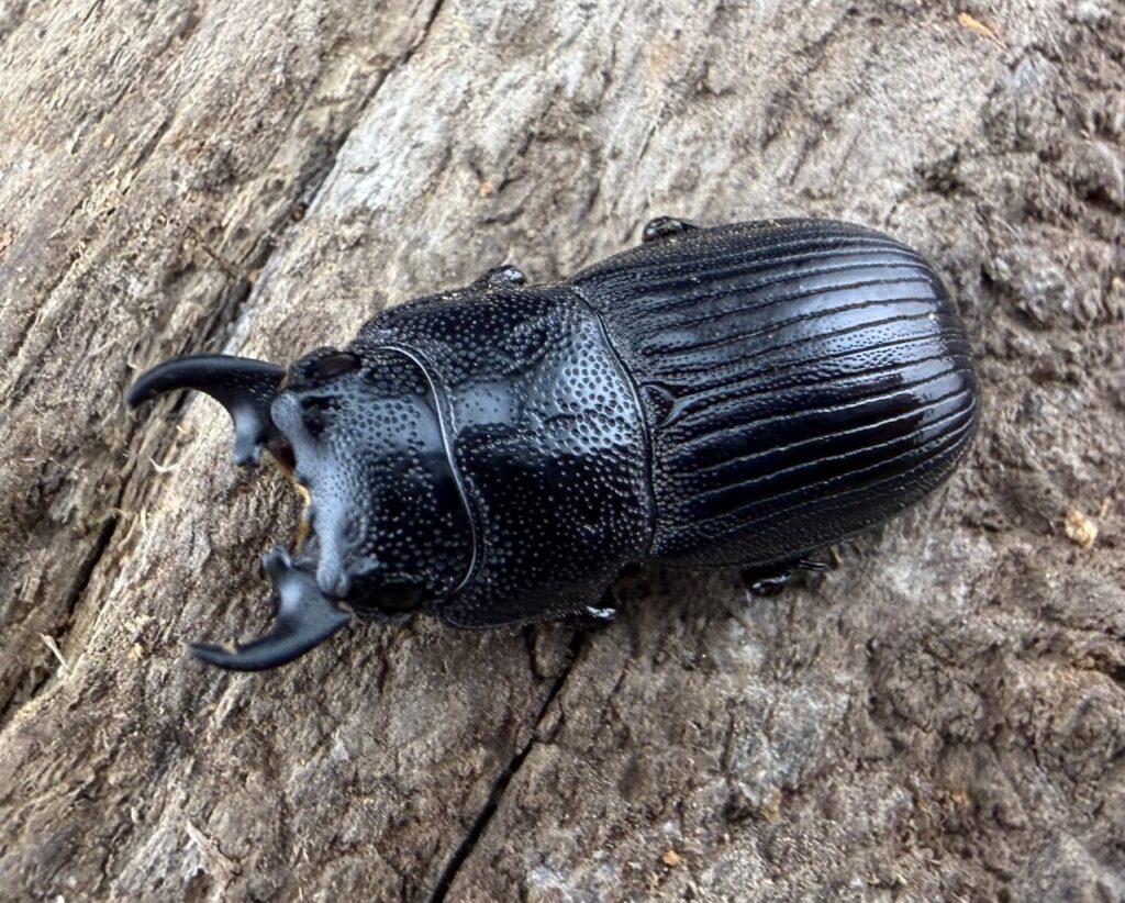 ニュートンネブトクワガタ（フィリピンネブトクワガタ ネグロス亜種）