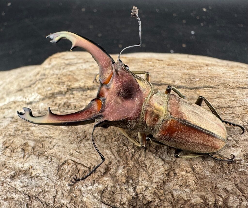 ズベールホソアカクワガタ