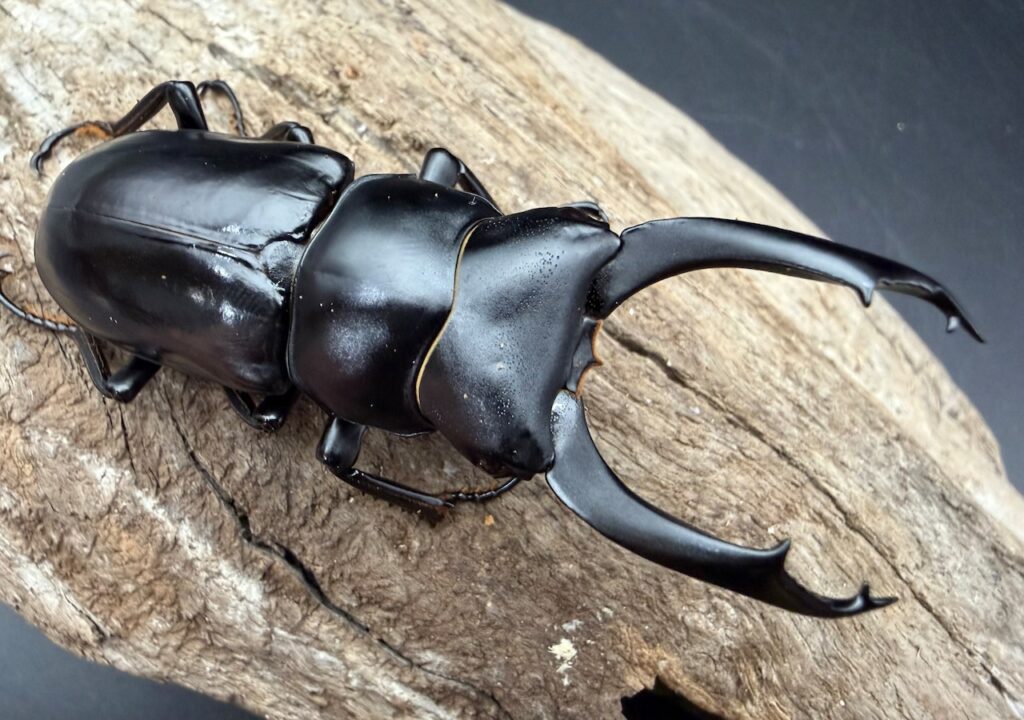 ブラナウンコクワガタ