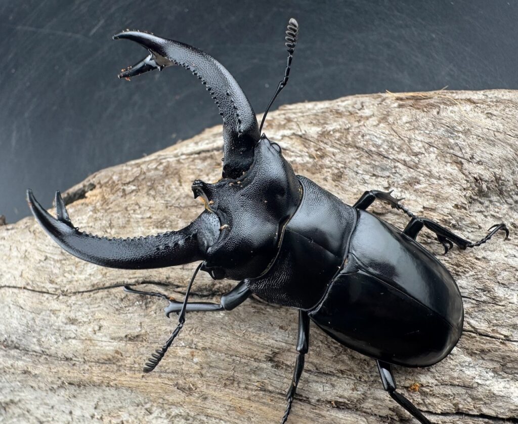 ブケットフタマタクワガタ