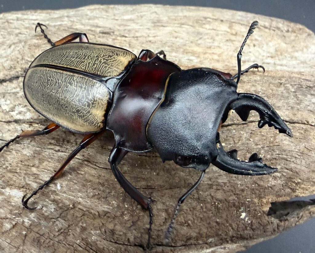 フェモラリスツヤクワガタ原名亜種