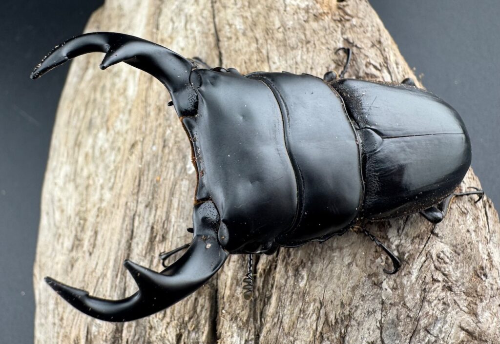 クルビデンスオオクワガタ原名亜種