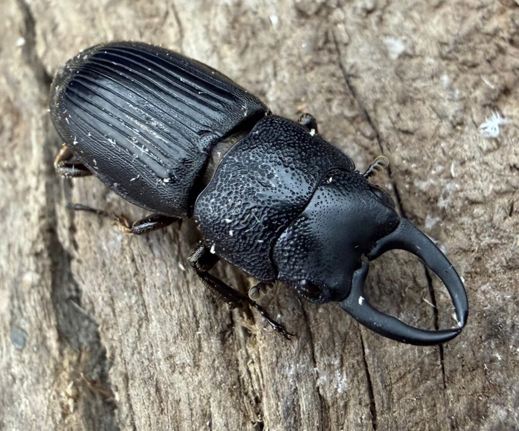 マレットネブトクワガタ