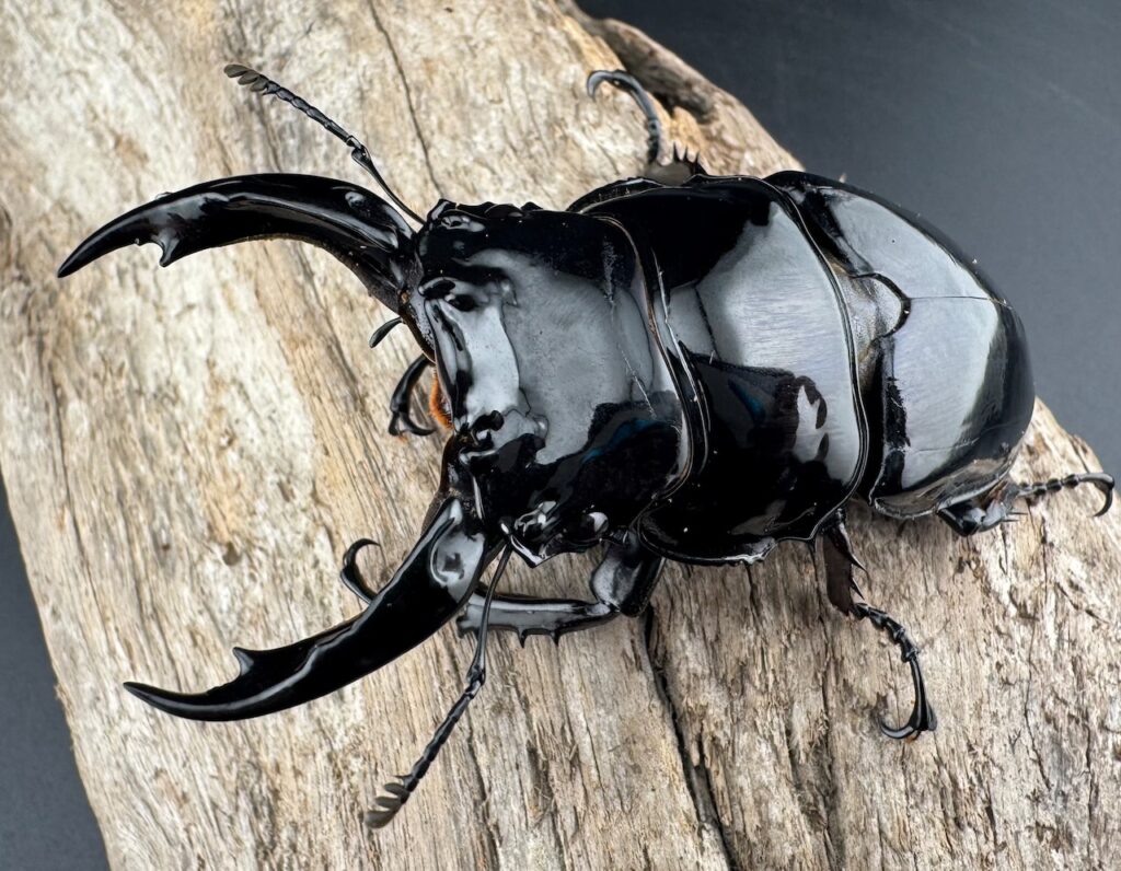 レギウスオオツヤクワガタ