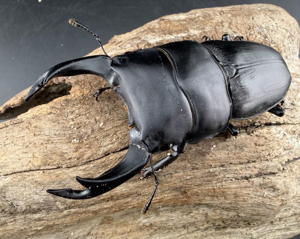 オオクワガタ 日本・朝鮮亜種