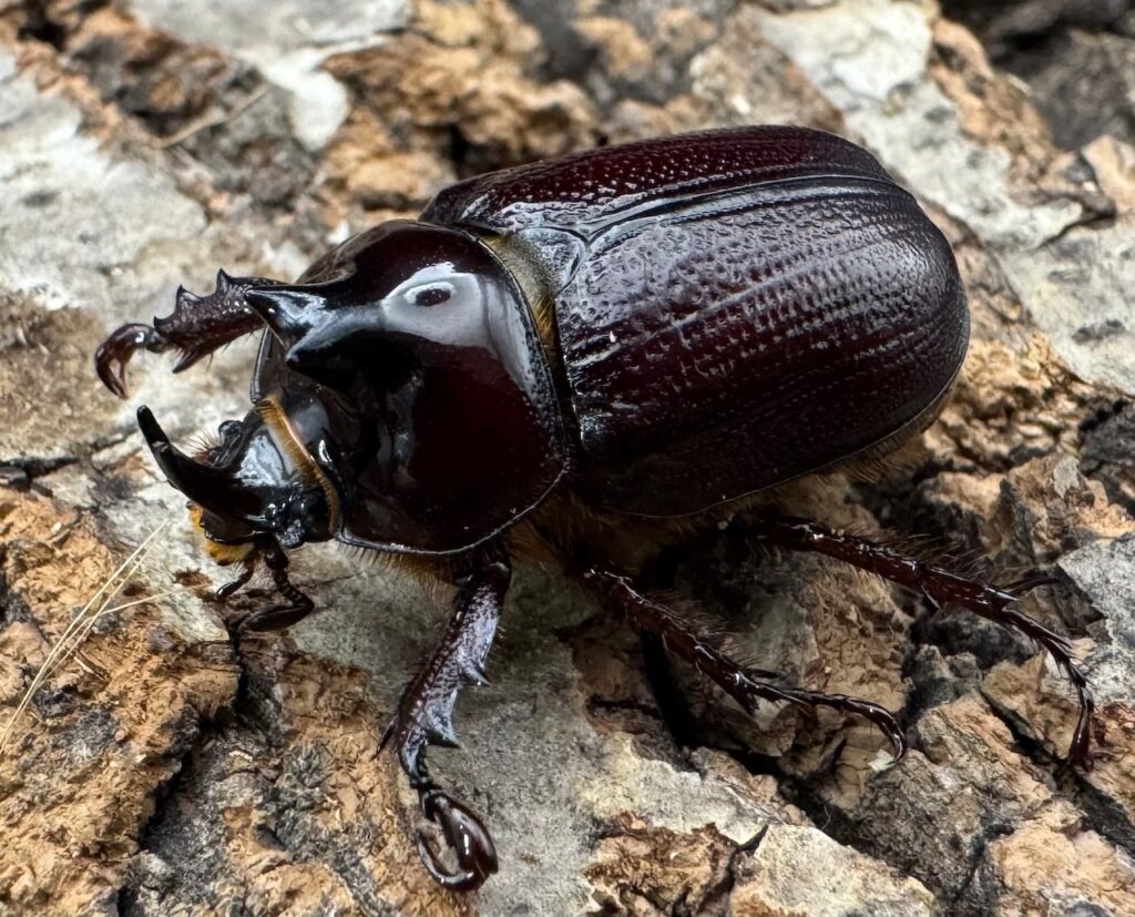 バラタスサスマタサイカブト