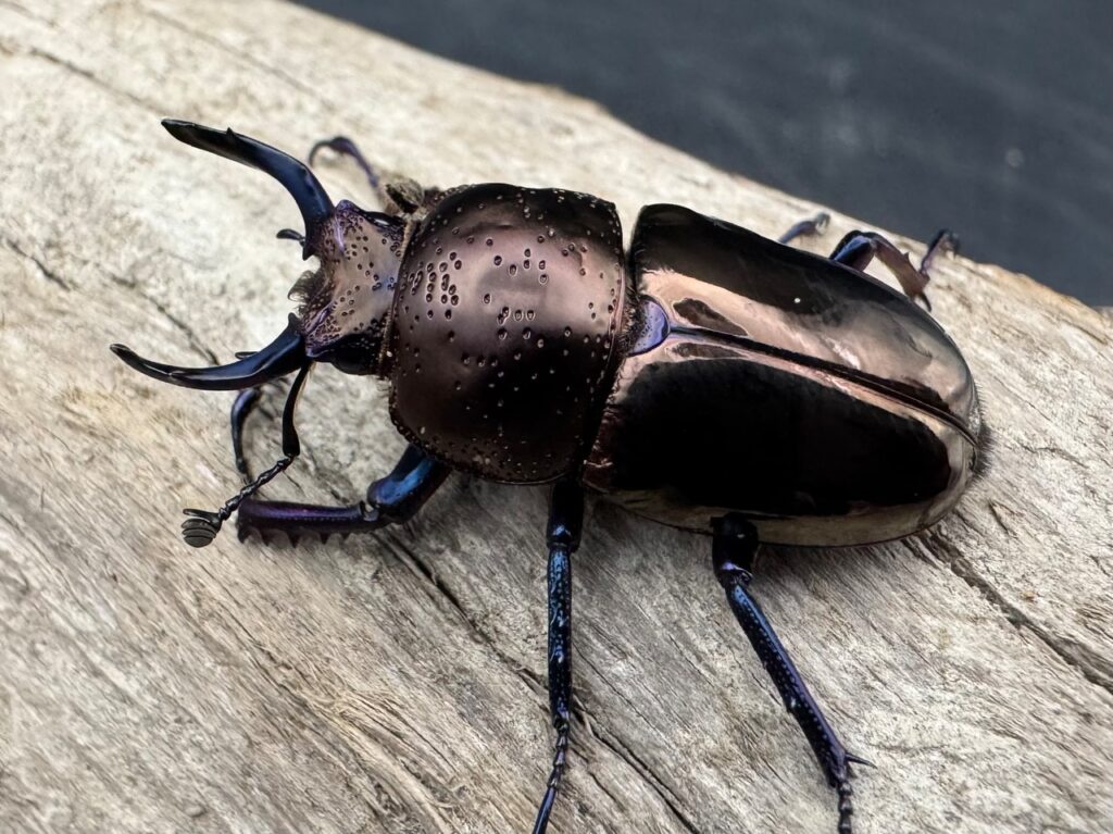 ドウイロクワガタ