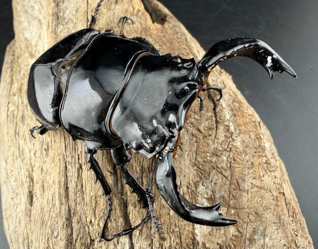 タランドゥスオオツヤクワガタ