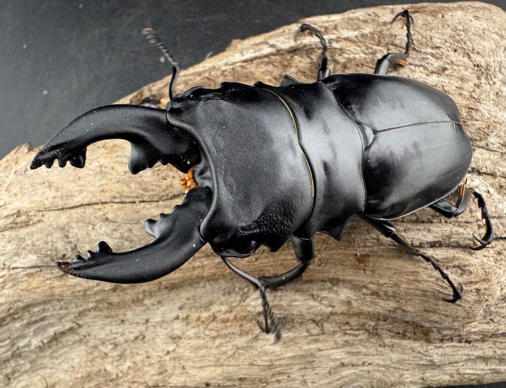 ミンダナオアルケスツヤクワガタ