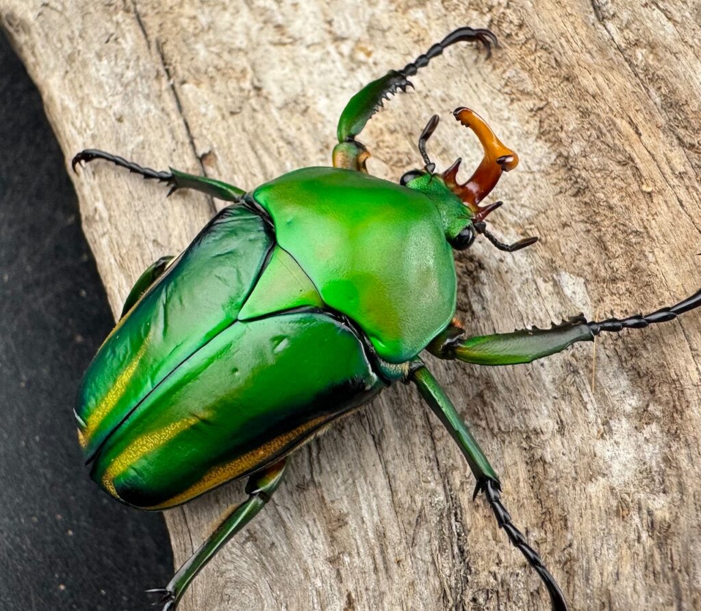 シュルツサスマタカナブン（モルガンサスマタカナブン）