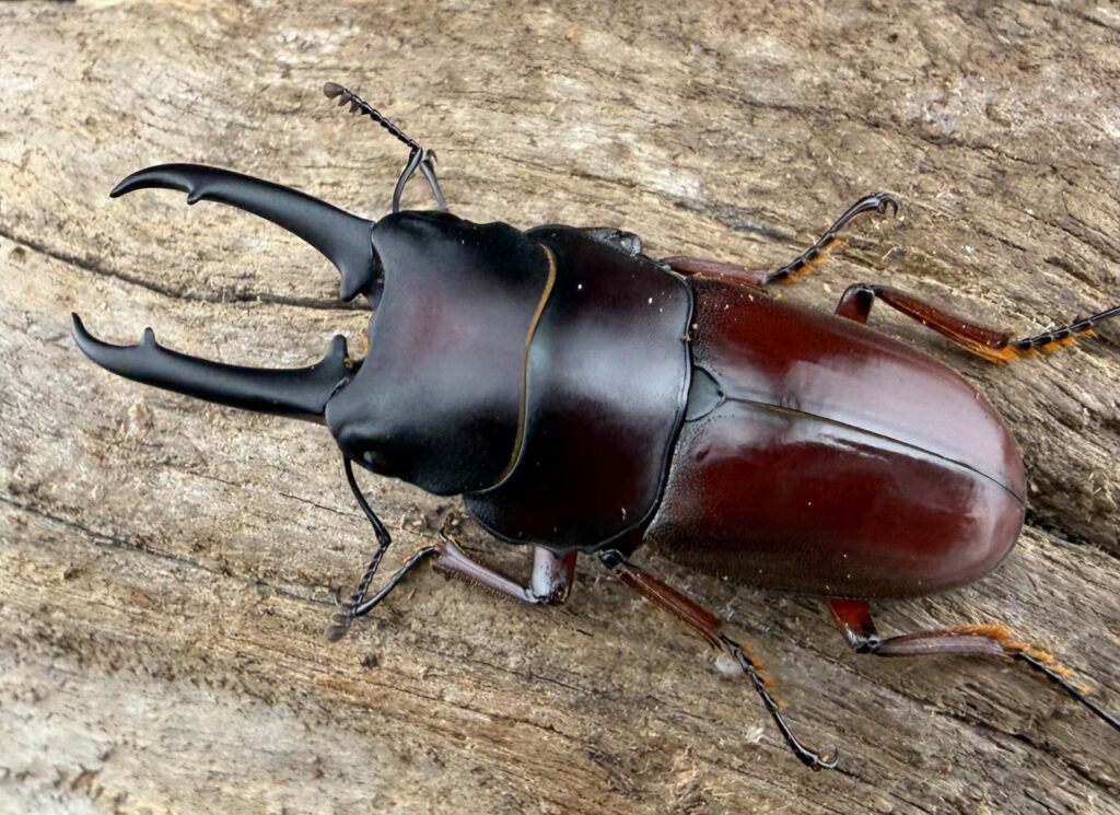 ジュリエットノコギリクワガタ