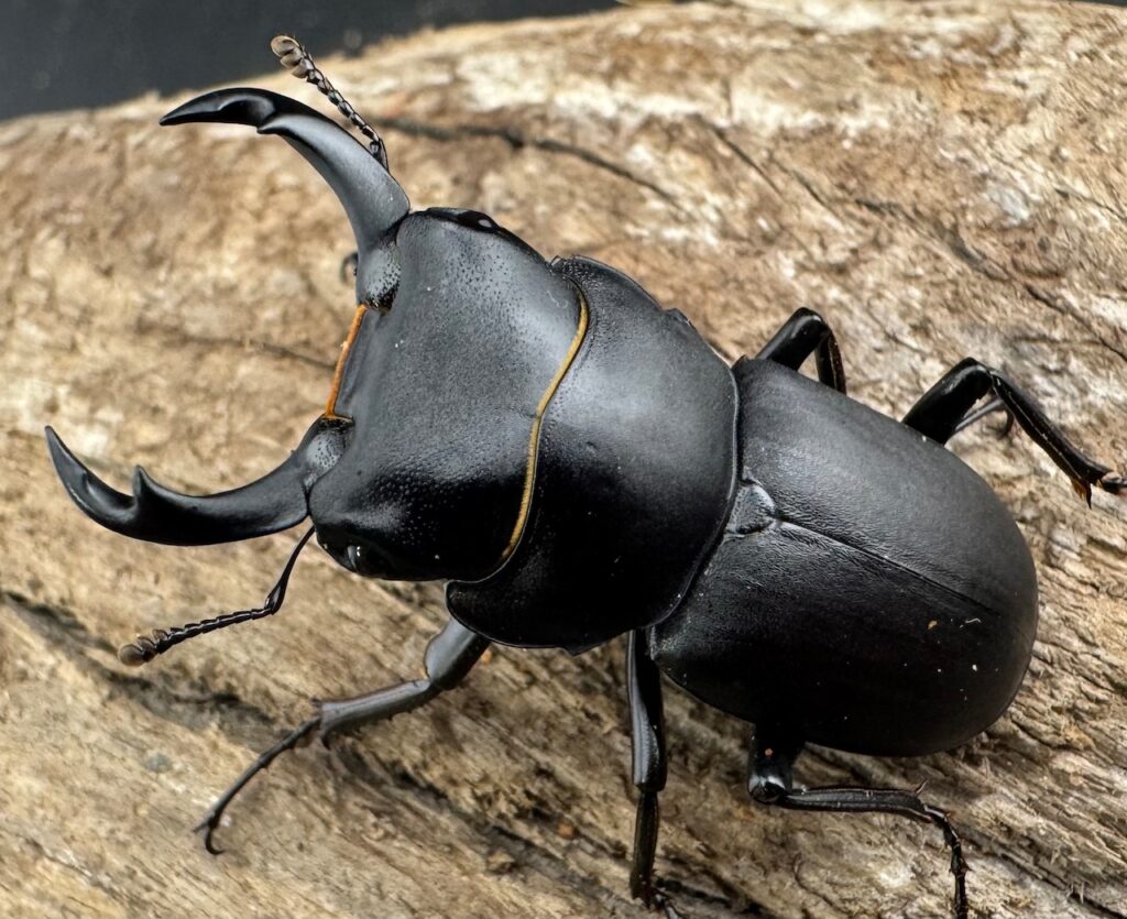 ヒメオオクワガタ