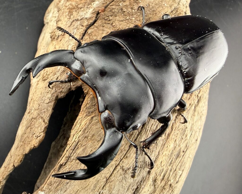 ブータンアンタエウスオオクワガタ