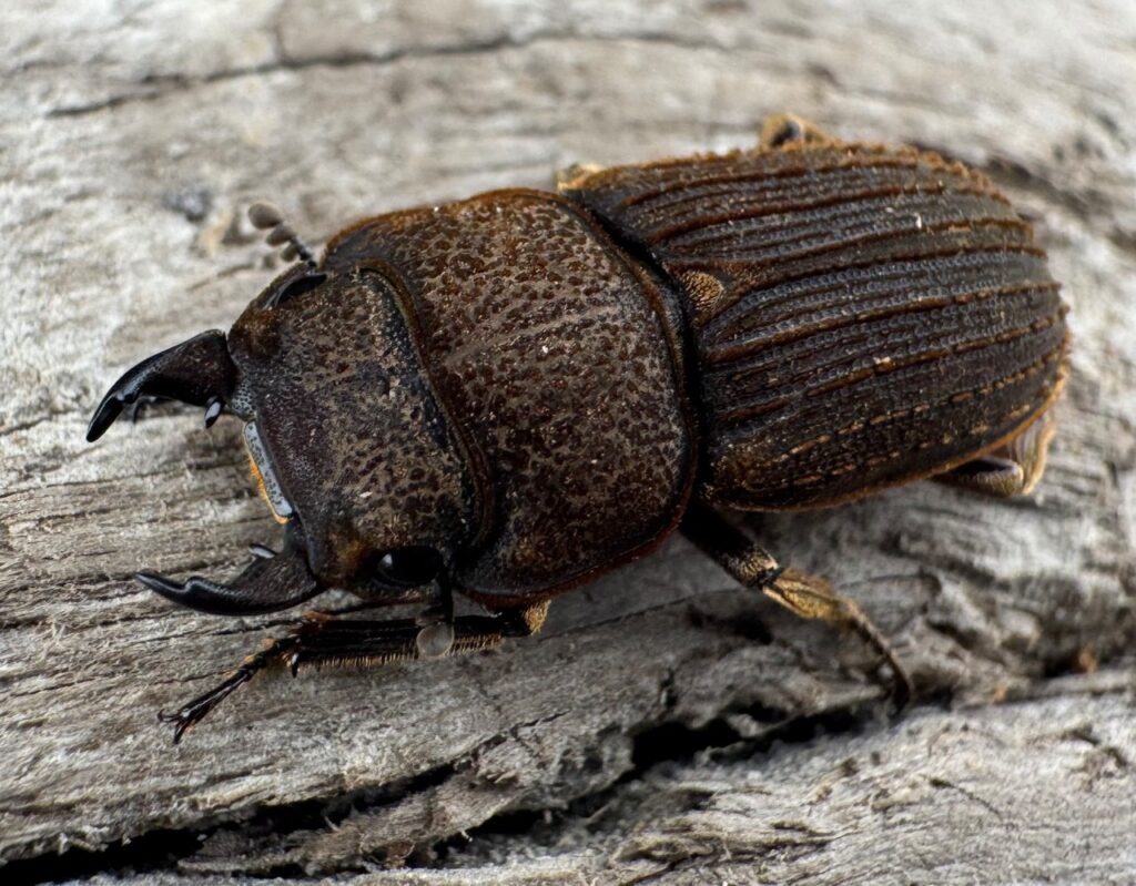 ウルスルスサビクワガタ